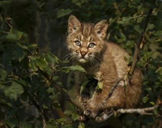 Bobcat Kitten On Branch | Obraz na stenu