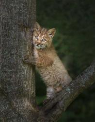 Bobcat Kitten Poses Against Tree Trunk | Obraz na stenu