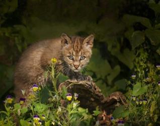 Bobcat Kitten Poses On Log | Obraz na stenu