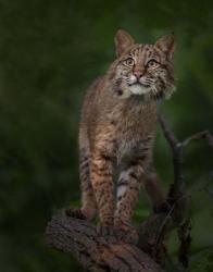 Bobcat Poses On Tree Branch 1 | Obraz na stenu