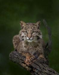 Bobcat Poses On Tree Branch 2 | Obraz na stenu