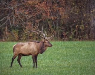 Bull Elk (GSMNP) | Obraz na stenu