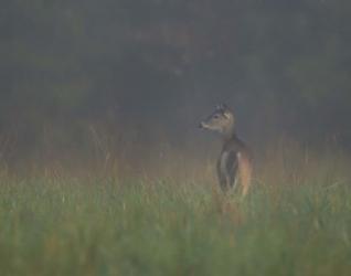 Cades Cove Doe | Obraz na stenu