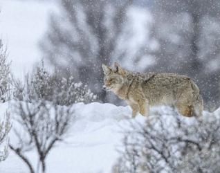 Coyote In Snow | Obraz na stenu