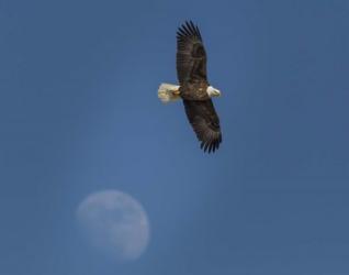 Eagle And Moon | Obraz na stenu