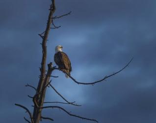 Eagle In (YNP) | Obraz na stenu