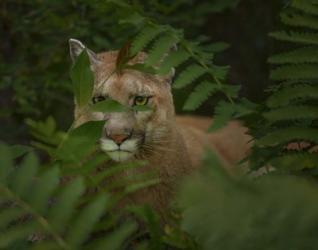 Eyes Of The Forest Ghost | Obraz na stenu