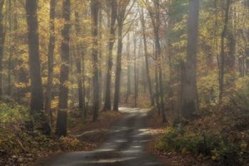 Foggy Forest | Obraz na stenu