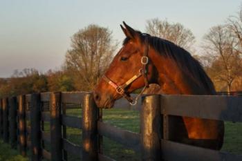 Horse At Sunset | Obraz na stenu