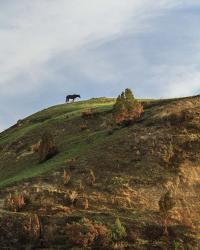 Horse On Hill (TRNP) | Obraz na stenu