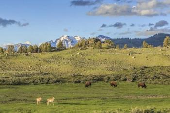 Lamar Valley - Pronghorn And Bison | Obraz na stenu