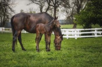 Mare And Foal Together | Obraz na stenu