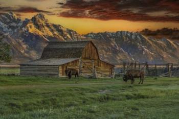 Moulton Barn At Sunrise With Bison | Obraz na stenu