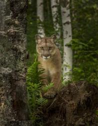 Mountain Lion Forest Pose | Obraz na stenu