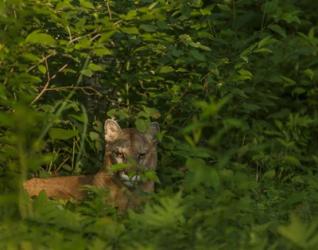 Mountain Lion Lurks In Bush | Obraz na stenu