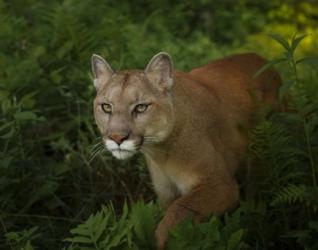 Mountain Lion On The Prowl | Obraz na stenu