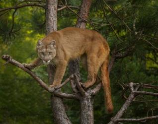 Mountain Lion Stare | Obraz na stenu