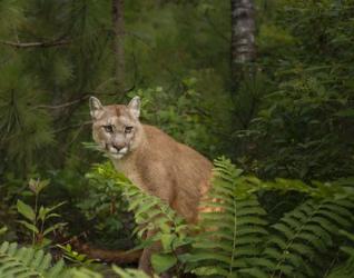 Mountain Lion With Ferns | Obraz na stenu