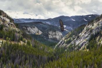 Mountains With Eagle | Obraz na stenu