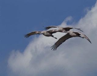 Sandhill Crane 3 Oil Paint | Obraz na stenu