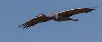 Sandhill Crane In Flight | Obraz na stenu