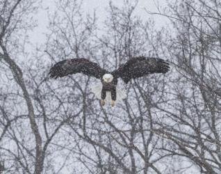 Snowy Eagle | Obraz na stenu