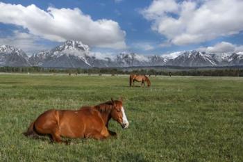Teton Horses | Obraz na stenu