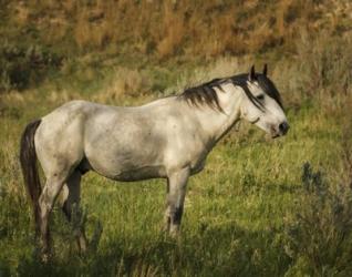 Wild Horse | Obraz na stenu