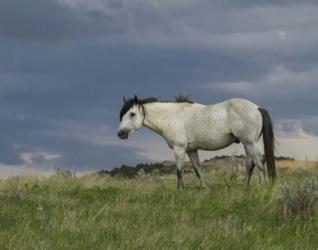 Wild Horse - Stallion (Storm) | Obraz na stenu