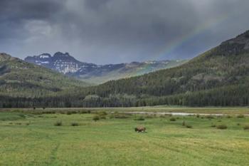 Yellowstone Bison With Rainbow | Obraz na stenu
