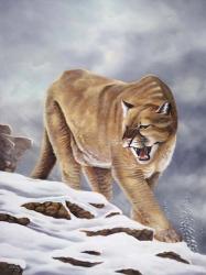 Cougar | Obraz na stenu