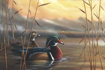 Wood Ducks | Obraz na stenu