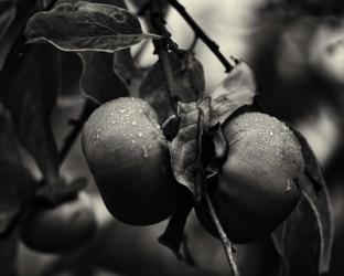 Three Persimmons in the Rain | Obraz na stenu