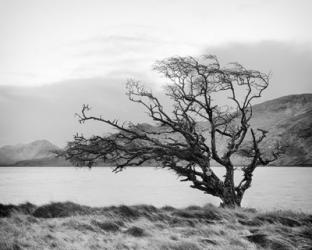 Connemara Tree I | Obraz na stenu