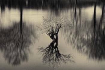 Rhizomes | Obraz na stenu