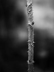 Winter Thorns | Obraz na stenu
