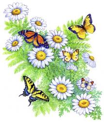 Daisies and Butterflies | Obraz na stenu