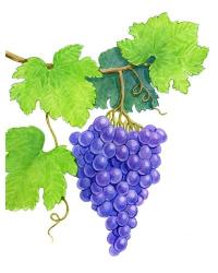 Grapes on Vine | Obraz na stenu