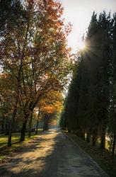 Tuscan morning | Obraz na stenu