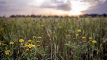 Flowers in the sunset | Obraz na stenu