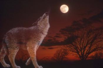 White Wolf And Full Moon | Obraz na stenu