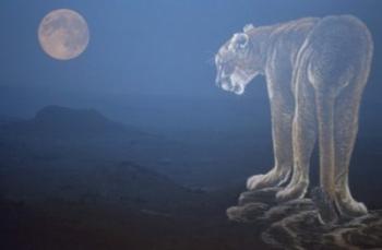Tiger And Full Moon | Obraz na stenu