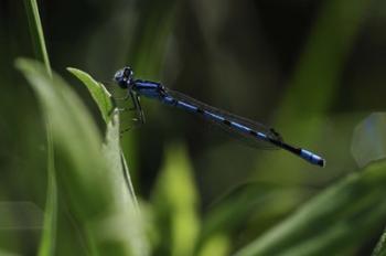 Blue Dragonfly | Obraz na stenu