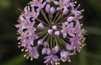 Purple Buds Closeup | Obraz na stenu