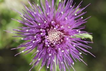 Purple Bloom Closeup | Obraz na stenu