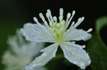 Green Leafy Bloom Closeup | Obraz na stenu