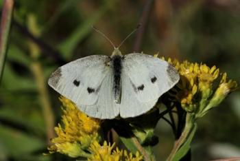 Yellow Flower And White Moth | Obraz na stenu