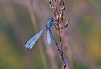 Blue Dragonfly On Stem | Obraz na stenu