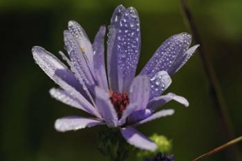 Purple Flower With Magenta Center | Obraz na stenu