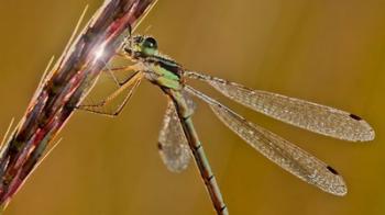 Green Dragonfly On In Nature | Obraz na stenu